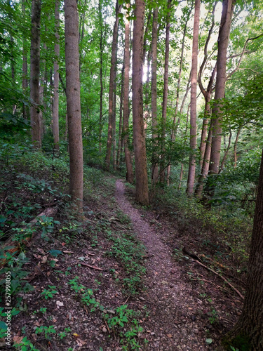 Trail through the woods in the morning light