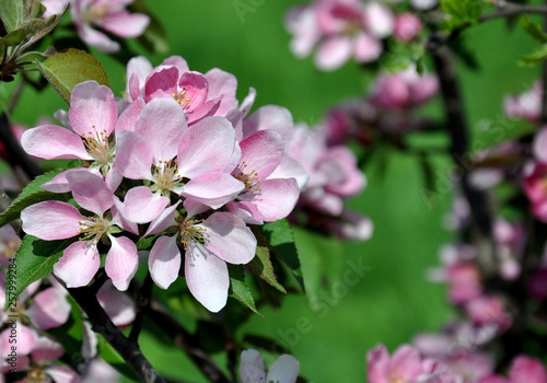 Spring blossom: beautiful flowers on the apple tree in garden. Pink flowers.