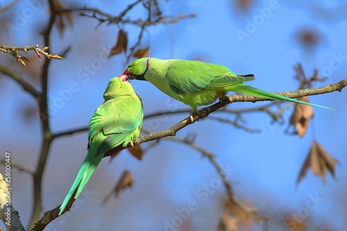 Rose-ringed parakeets (Psittacula krameri), animal pair sits on branch and beaks, kiss, palace gardens Biebrich, Hesse, Germany, Europe photo