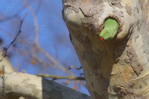 Rose-ringed parakeet (Psittacula krameri), female looking out of nest cave in a Plane tree (Platanus), palace gardens Biebrich, Hesse, Germany, Europe