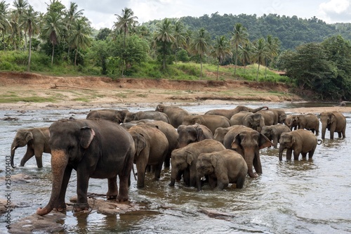 Asian or Asiatic elephants (Elephas maximus), herd bathing in Maha Oya River, Pinnawala Elephants Orphanage, Pinnawala, Central Province, Sri Lanka, Asia photo