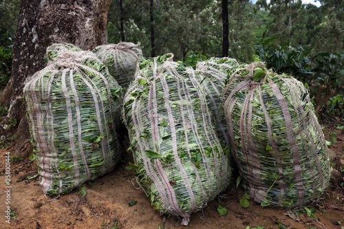 Sacks of tea leaves, tea (Camellia sinensis), Glenloch Tea Factory, Thawalanthenna, Central Province, Sri Lanka, Asia