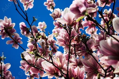 Closeup of flowers from a tree in the streets of Voorburg in Netherlands photo