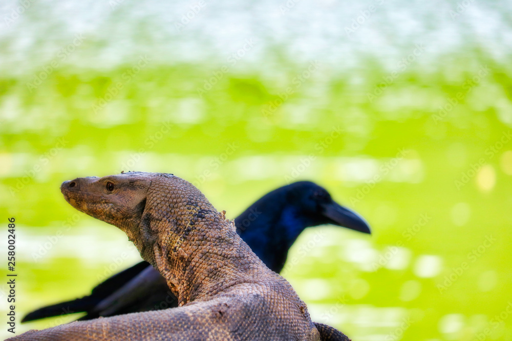 Obraz premium Dieses einzigartige bild zeigt wie sich die köpfe von einem Komodowarans und eines Rabens kreuzen in dem bekannten lumpini stadtpark in Bangkok