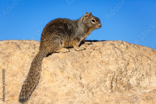 Rock squirrel (otospermophilus variegatus), on rock, South Rim, Grand Canyon National Park, Arizona, USA, North America photo