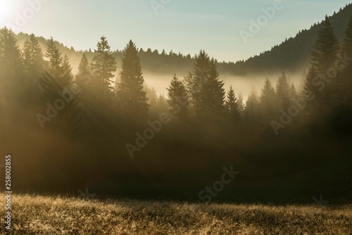 Sunlight shining through treetops, morning mist, Loski Potok, Dolenjska, Slovenia, Europe photo