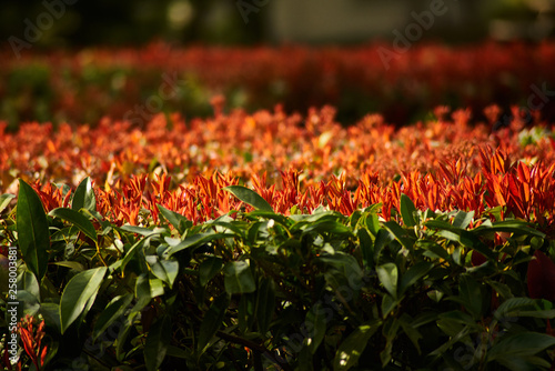 фотографія Photinia Buisson ardent