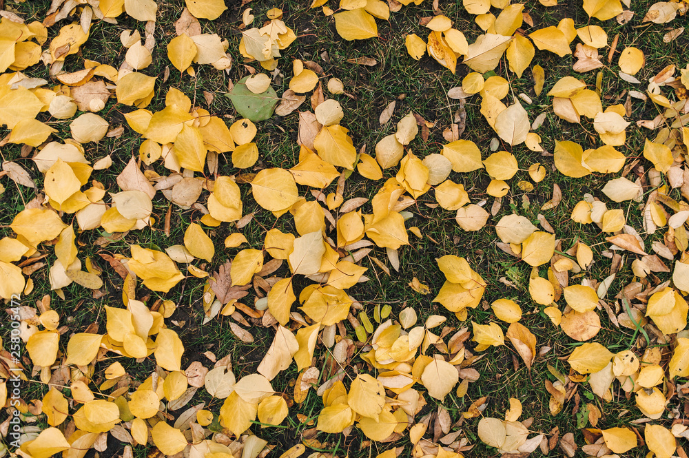 Yellow leaves lie on the green grass in the fall. Autumn leaf fall as a background and texture. Top view, copy space. Yellow leaves lie on the green grass in the fall. Autumn leaf fall as a background and texture. Top view, copy space.