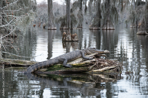 An alligator in Lake Martin, Louisiana, USA. photo