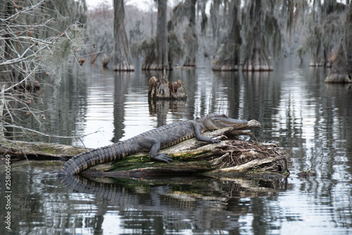 An alligator in Lake Martin, Louisiana, USA.