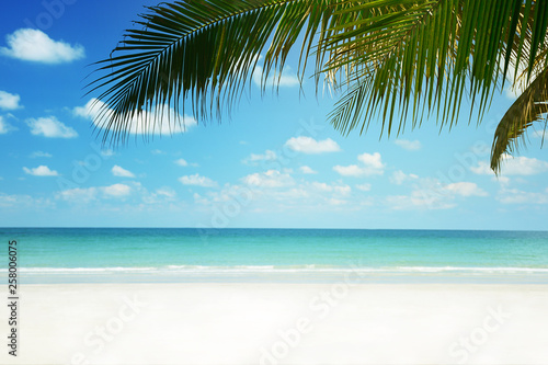 Tropical beach background with palm tree, Summer.