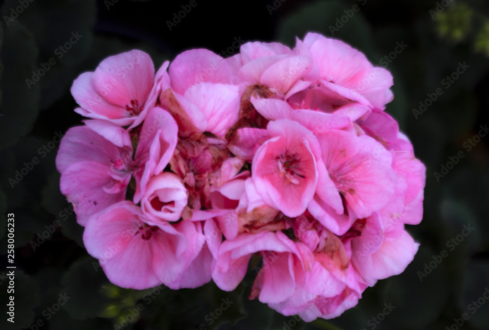 pink flowers