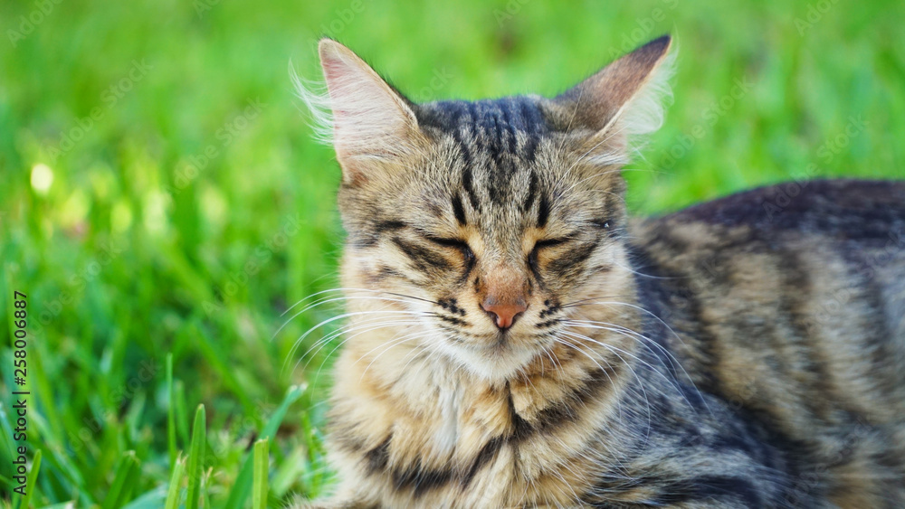 dignified cat sleeping on the park