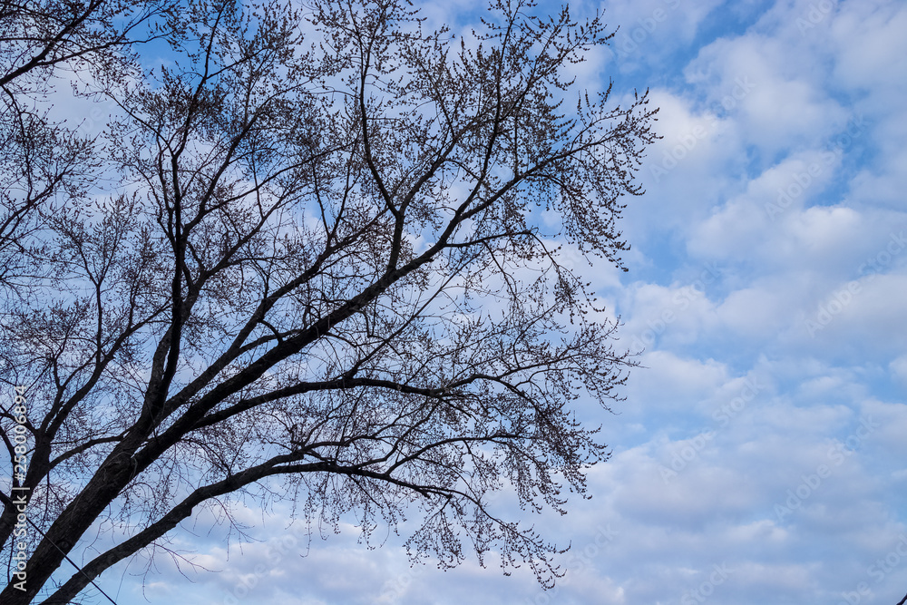 View of budding maple tree amongst cirrocumulus clouds in sky View of budding maple tree amongst cirrocumulus clouds in sky