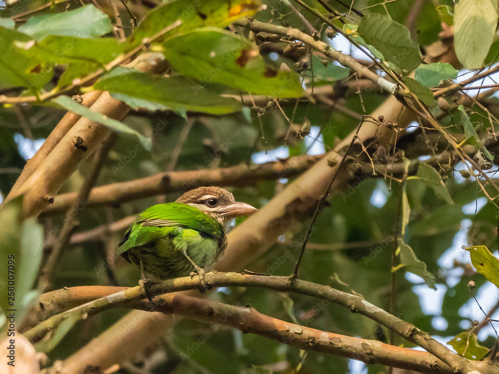 Obraz premium White-cheeked Barbet (Megalaima viridis). The Nilgiris, Tamil Nadu, India
