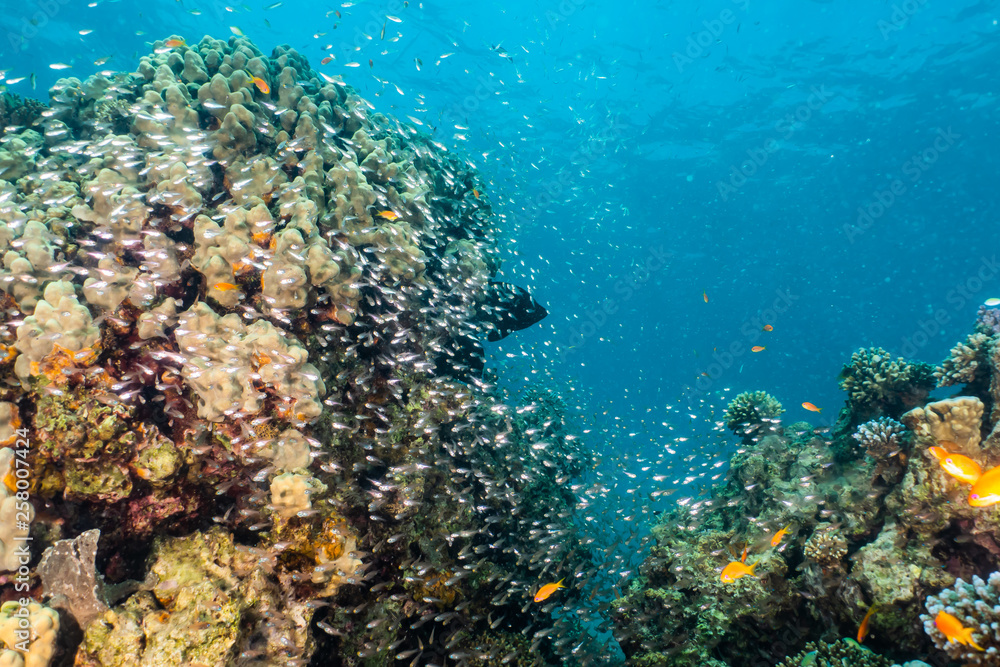 Fototapeta premium Coral reefs and water plants in the Red Sea, Eilat Israel