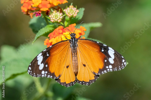 Common Tiger Butterfly  Danaus genutia 