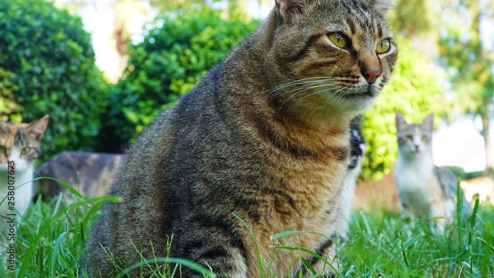 fat cat on the grass