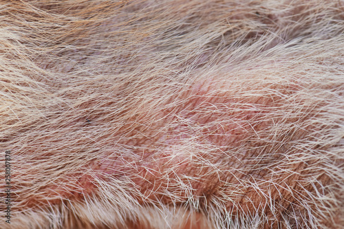 Damaged dog skin with fungus