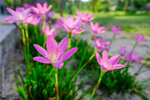 Beautiful flowers in the garden