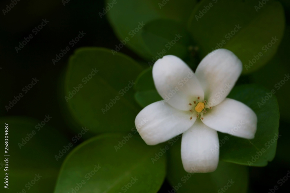 Fototapeta premium Murraya Paniculata Flower