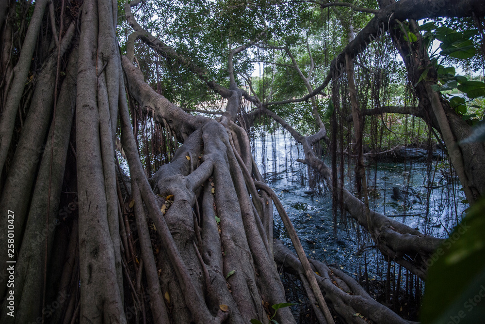 Mangrove forest in the mouth of the river