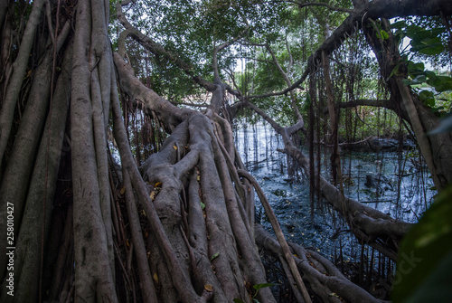 Mangrove forest in the mouth of the river