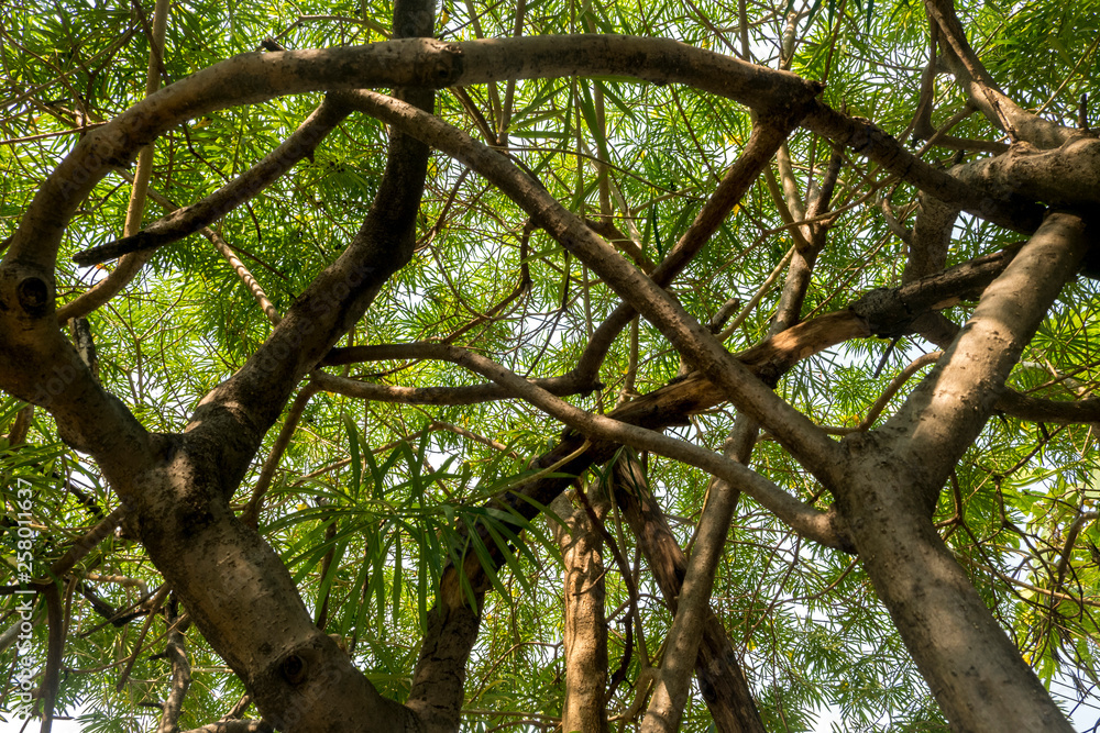 Fototapeta premium look up the tree at the park