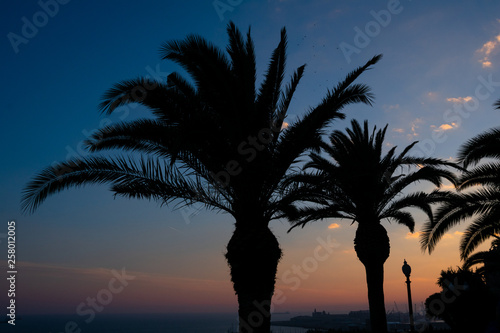 View of a palm tree. Sunset in Tarragona. Spain