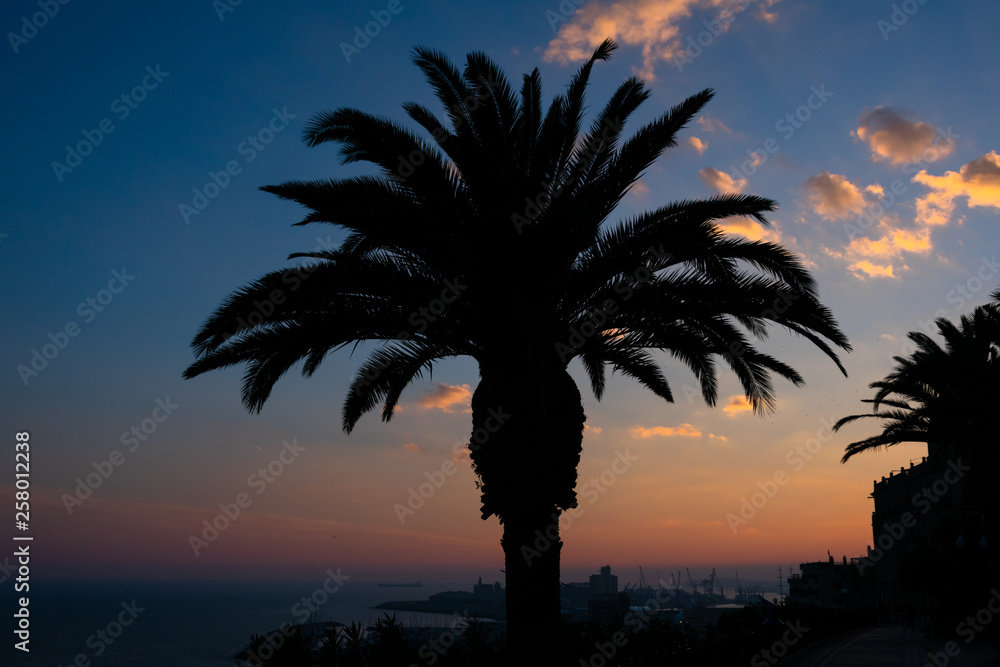 Obraz premium View of a palm tree. Sunset in Tarragona. Spain