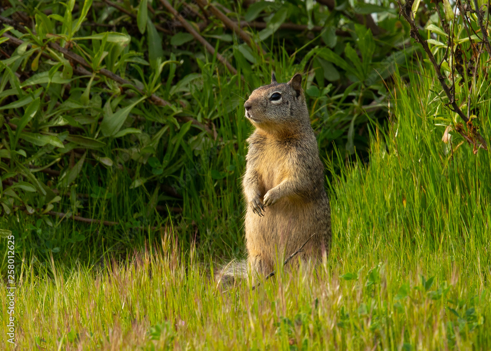 Fototapeta premium Close view of a California ground squirrel, seen in the wild