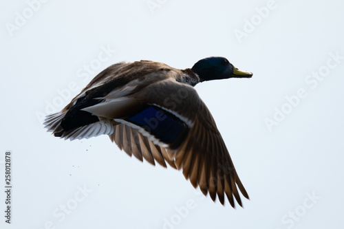 Very close view of wild duck flying 