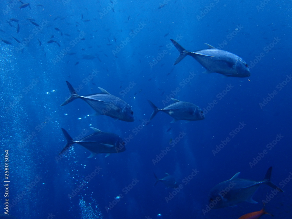 Naklejka premium 大型アジが泳ぐ海
