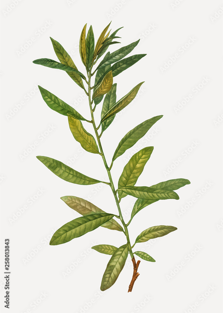 Fototapeta premium Rhodora plant