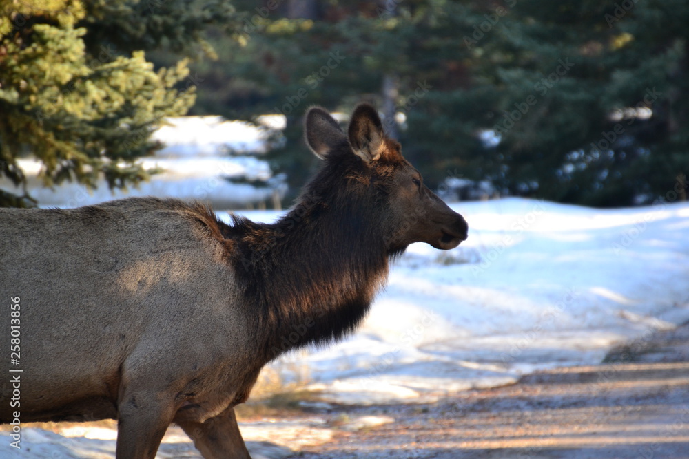 Female Elk