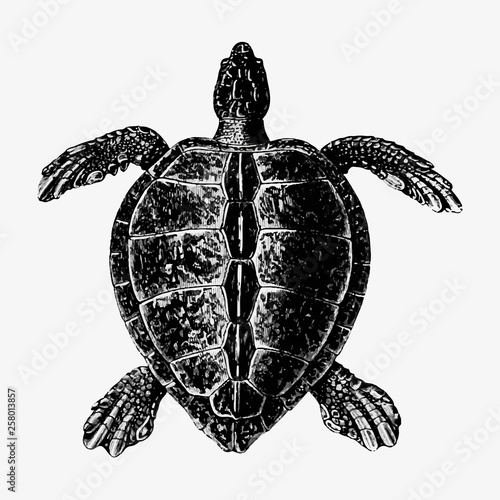 Vintage turtle illustration