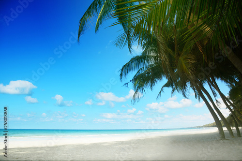Tropical beach background with palm tree  Summer.