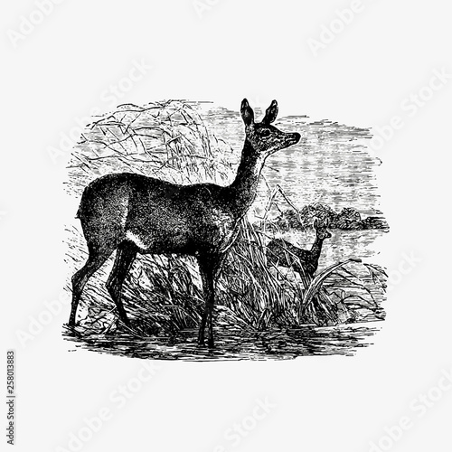 Fawn deer from Africa
