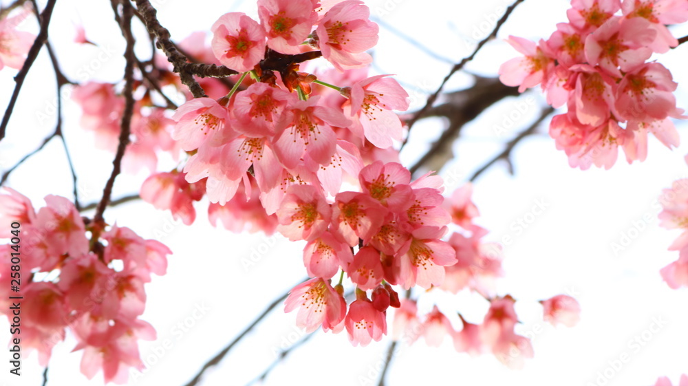 Fototapeta premium 春空 桜の花と透ける花びら 戸田川緑地