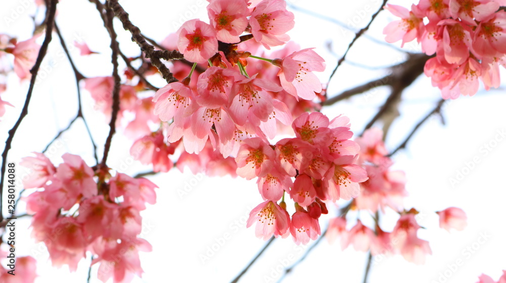 Fototapeta premium 春空 桜の花と透ける花びら 戸田川緑地