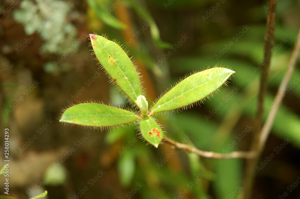 Elite green leaf in the forest Elite green leaf in the forest