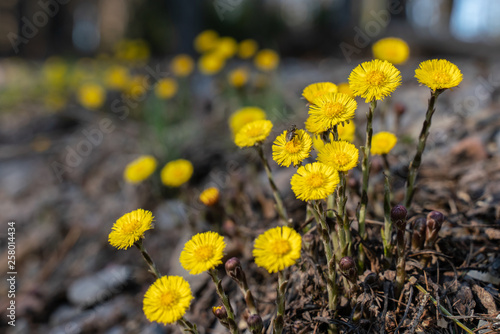 Coltsfoot flowers on the edge of a forest path photo