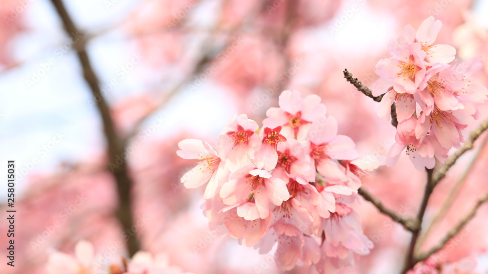Obraz premium 春の空と桜 戸田川緑地
