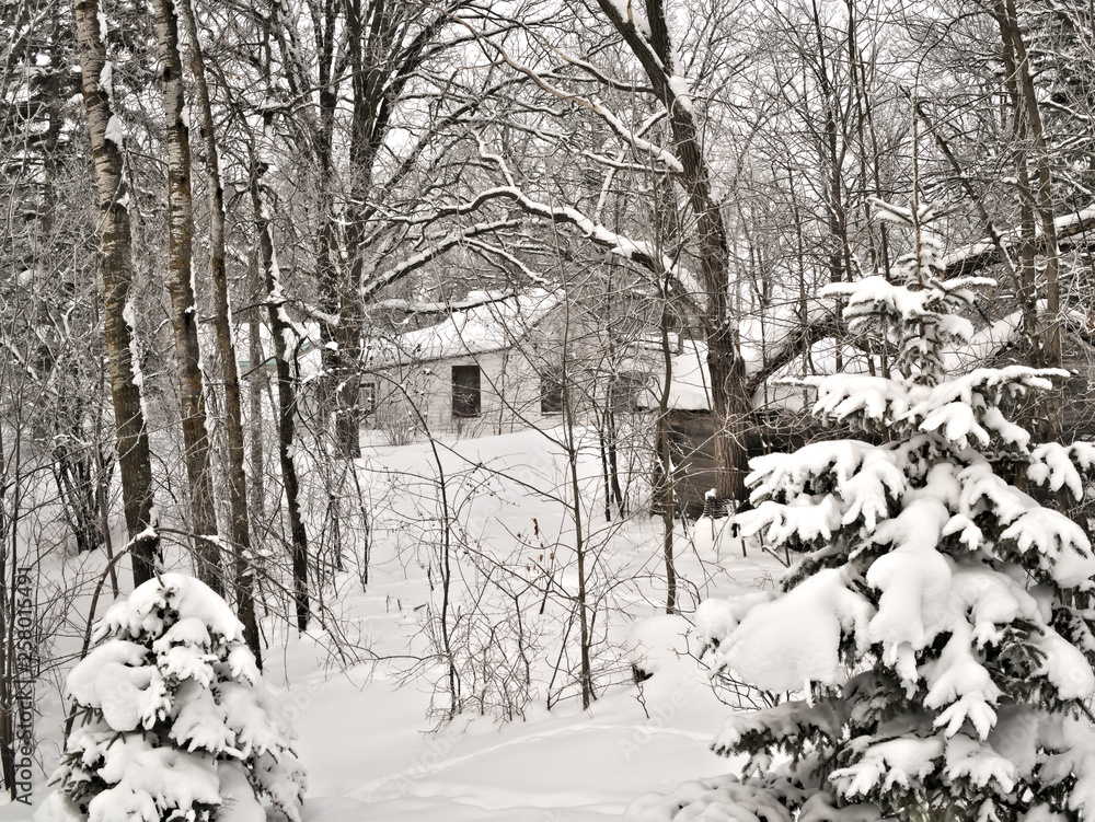 Snowy forest after new snowfall with covered trees in foreground and shacks in background.