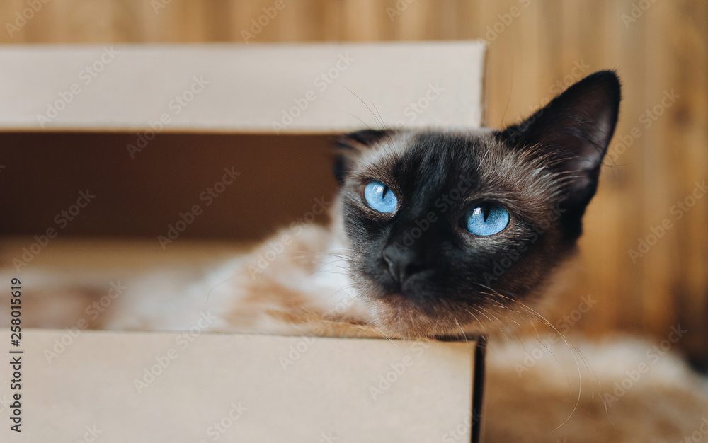 Funny muzzle. Rest lazy Siamese cat in his cardboard box. Poker Face.  Serious cat boss. A well-fed, apathetic, dissatisfied and sleepy animal  lies in its home. Conceptual photography. Cat habits. Stock Photo