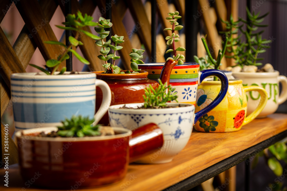 Real reused, recycled, re-purposed kitchen crockery, tea pot and cups as plants  pots for house plants and succulents, alternative to plastic pots,  sustainable garden concept Photos | Adobe Stock