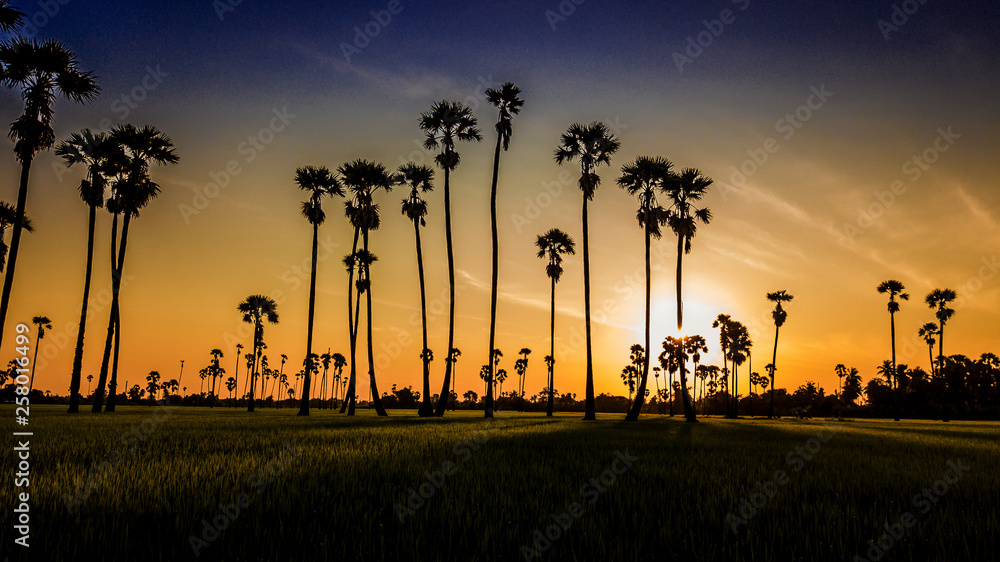 Landscape Sugar palm  trees  and Rice field