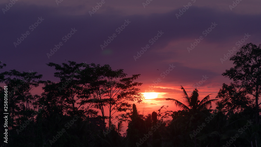 sunset over the rainforest