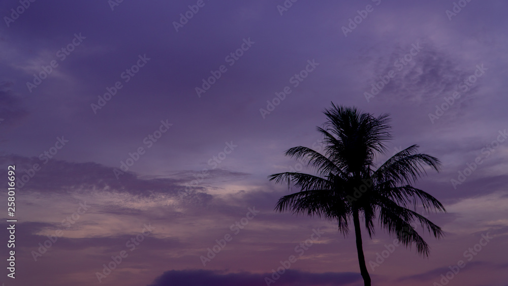 one palm tree against the sky. there is space for text