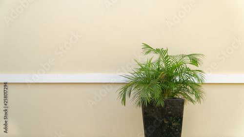 decorative palm tree in a pot near the wall with a white stripe. there is space for text